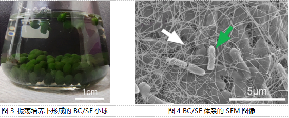 【科技】共生新模式：細菌纖維素與藍藻聯(lián)手“洗凈”水污染——武漢理工大學生命科學學院最新研究成果解讀(圖2)